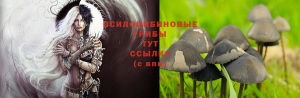 дурь Заводоуковск