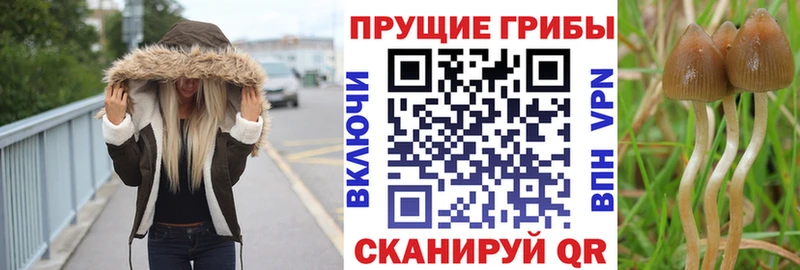 Купить  Чусовой  Галлюциногенные грибы Psilocybe 